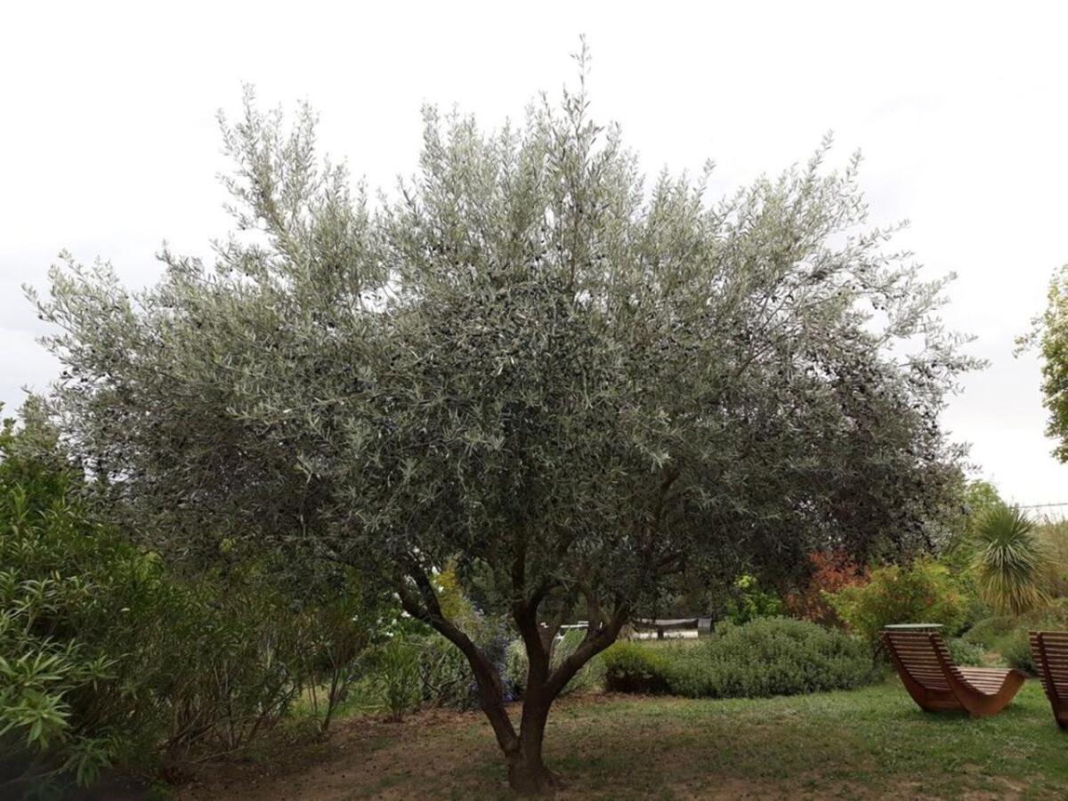 Parfums De Provence "Le Lavandin" Piscine Chauffee & Spa Vaison-la-Romaine Kültér fotó